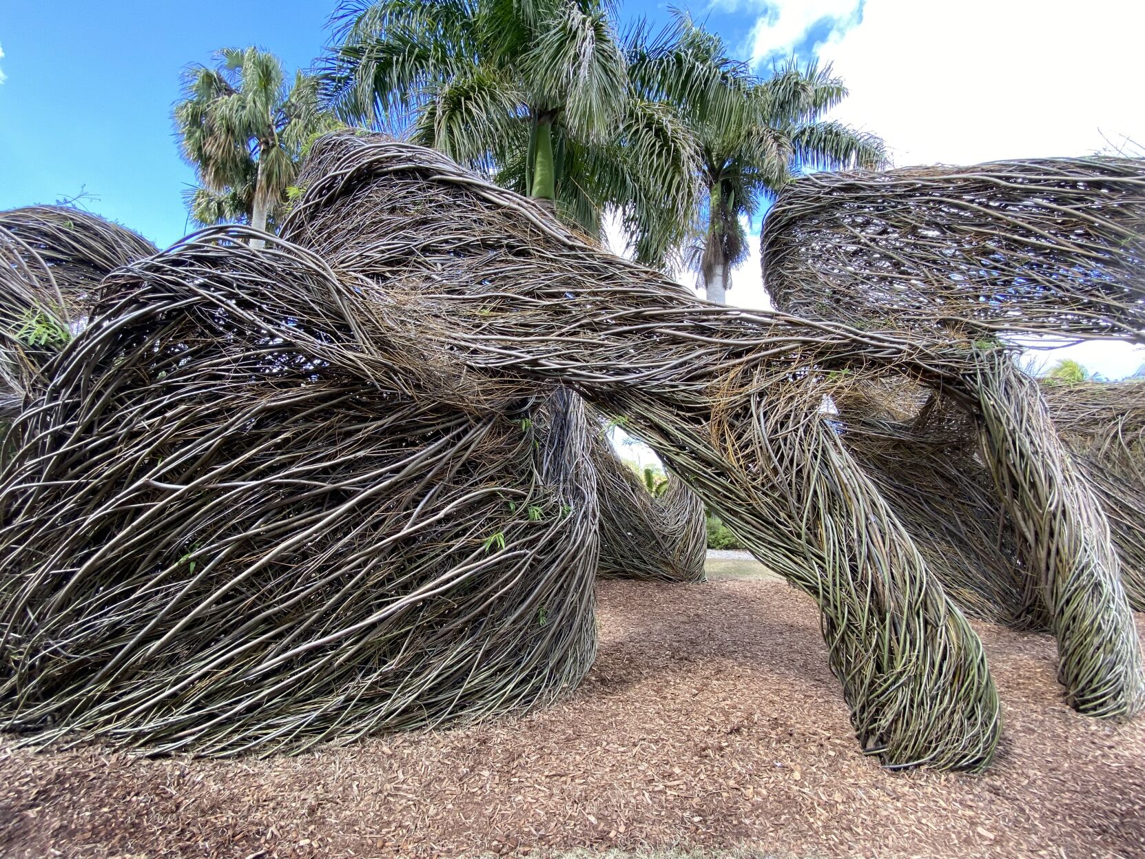 Wild About Willow 5. Waves of woven saplings passing over one another makes up Sea Change..jpeg